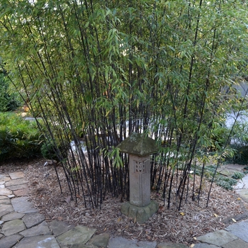 Phyllostachys nigra '' (073302)