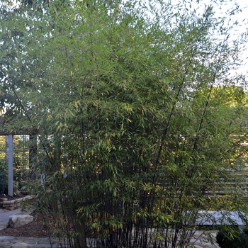 Phyllostachys nigra '' (073304)