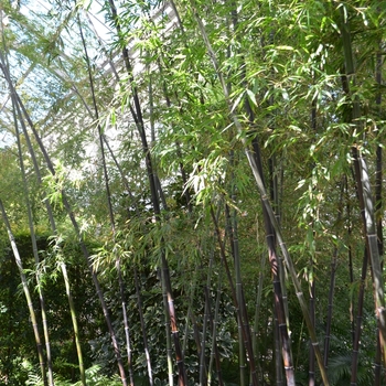 Phyllostachys nigra '' (073313)