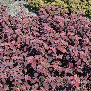 Coleus 'Garnet Robe' (073316)