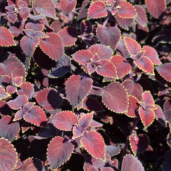 Coleus 'Garnet Robe' (073317)