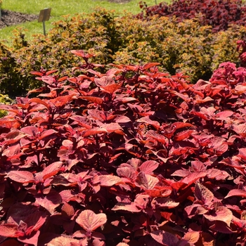 Coleus 'Keystone Kopper™' (073350)