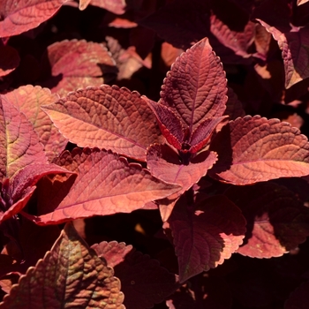 Coleus 'Keystone Kopper™' (073351)