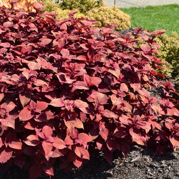 Coleus 'Keystone Kopper™' (073352)