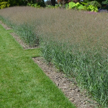 Panicum virgatum 'Heavy Metal' (073353)