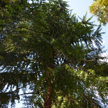 Araucaria hunsteinii '' (073406)