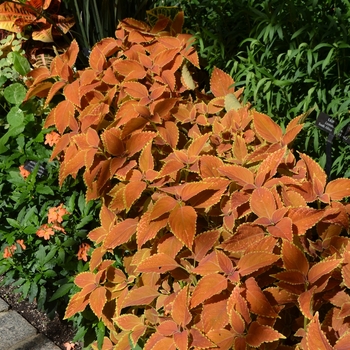 Coleus 'Rustic Orange' (073417)