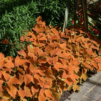 Coleus 'Rustic Orange' (073418)