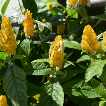 Pachystachys lutea '' (073421)