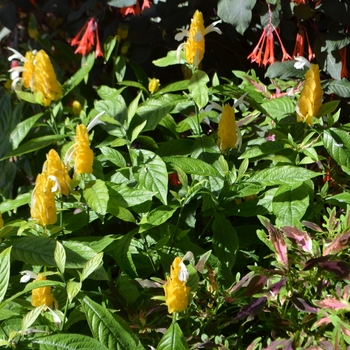 Pachystachys lutea '' (073422)