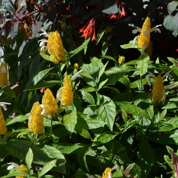 Pachystachys lutea '' (073424)