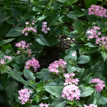 Pentas lanceolata 'Butterfly Lavender Shades' (073428)