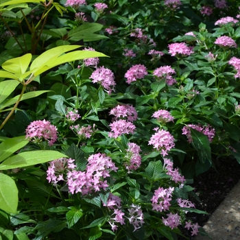 Pentas lanceolata 'Butterfly Lavender Shades' (073429)