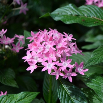 Pentas lanceolata 'Butterfly Lavender Shades' (073431)