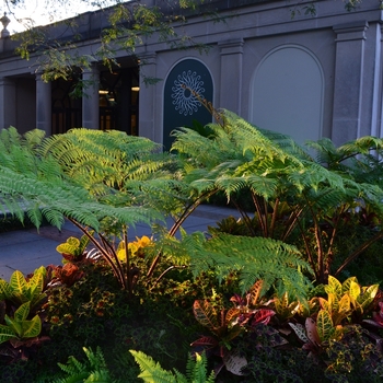 Cyathea cooperi '' (073438)