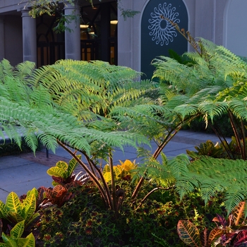 Cyathea cooperi '' (073439)