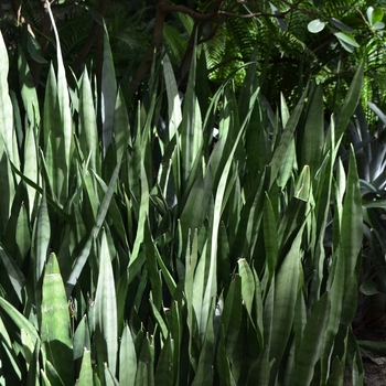 Sansevieria trifasciata 'Silver Queen' (073462)