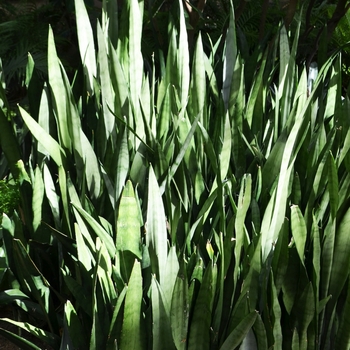 Sansevieria trifasciata 'Silver Queen' (073463)