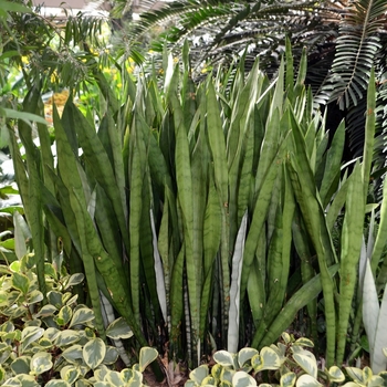 Sansevieria trifasciata 'Silver Queen' (073465)