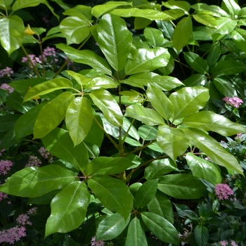 Schefflera actinophylla '' (073468)