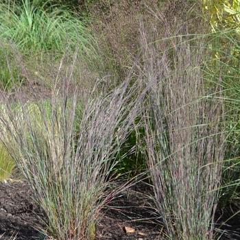 Schizachyrium scoparium 'Blue Heaven™' (073470)