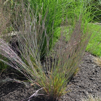 Schizachyrium scoparium 'Blue Heaven™' (073472)