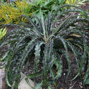 Manfreda undulata 'Chocolate Chips' (073487)