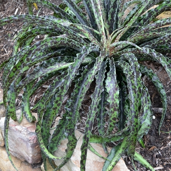 Manfreda undulata 'Chocolate Chips' (073488)