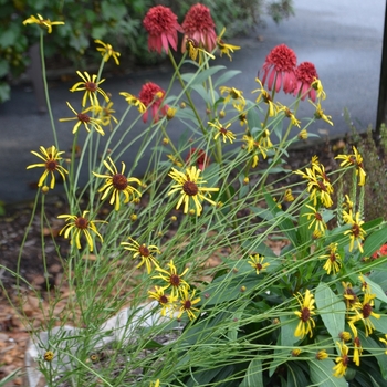 Balduina atropurpurea '' (073502)