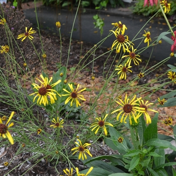 Balduina atropurpurea '' (073504)