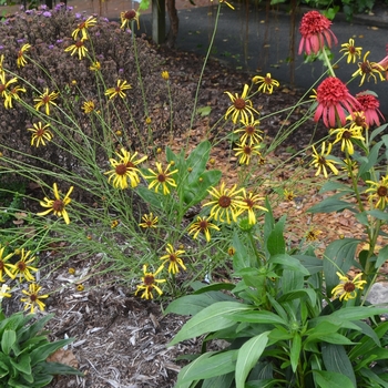 Balduina atropurpurea '' (073505)