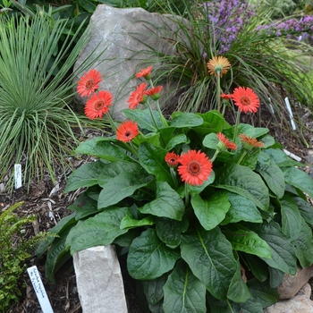 Gerbera Drakensberg Daisy™ 'Scarlet' (073526)