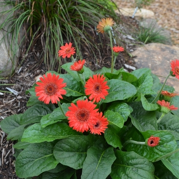 Gerbera Drakensberg Daisy™ 'Scarlet' (073527)