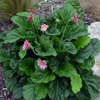 Gerbera Drakensberg Daisy™ 'Carmine' (073529)