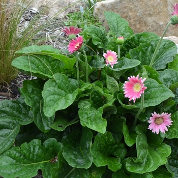 Gerbera Drakensberg Daisy™ 'Carmine' (073530)