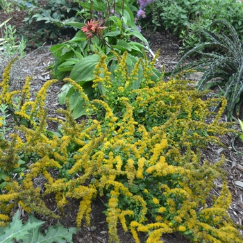 Solidago sphacelata 'Golden Fleece' (073534)