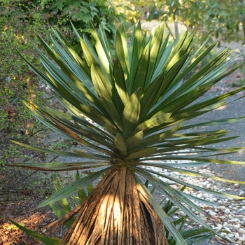 Yucca x gloriosa 'Lone Star' (073542)