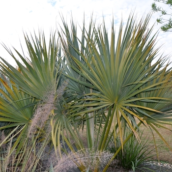 Sabal hybrid 'Birmingham' (073546)