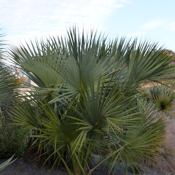 Sabal palmetto '' (073548)