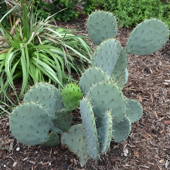 Opuntia engelmanni '' (073563)