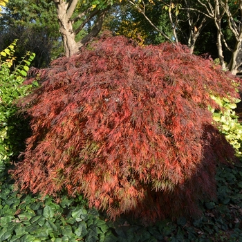 Acer palmatum var. dissectum 'Crimson Queen' (073564)