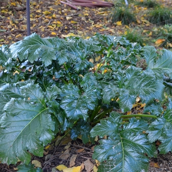 Acanthus 'Summer Beauty' (073567)