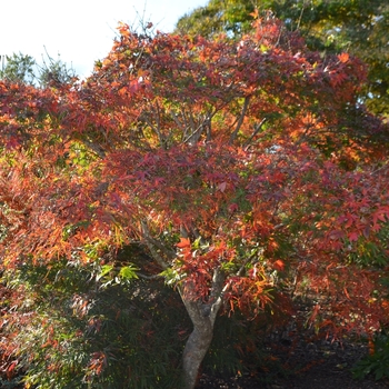 Acer palmatum 'Koto ito komachi' (073572)