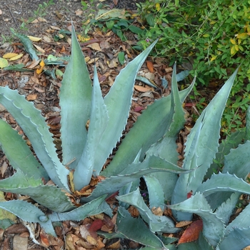 Agave scabra '' (073573)