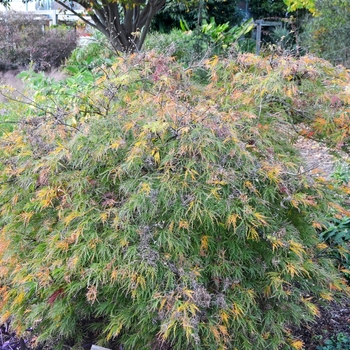 Acer palmatum var. dissectum 'Waterfall' (073583)