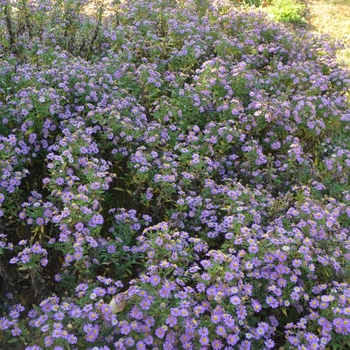 Aster ageratoides 'Ezo Murasaki' (073585)