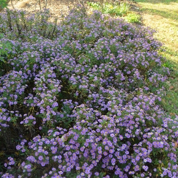 Aster ageratoides 'Ezo Murasaki' (073586)