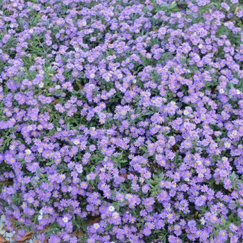 Aster ageratoides 'Ezo Murasaki' (073588)