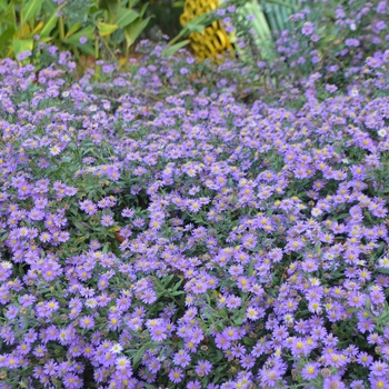 Aster ageratoides 'Ezo Murasaki' (073590)