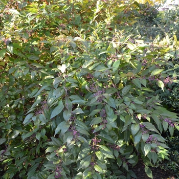 Callicarpa japonica 'var. luxurians' (073601)